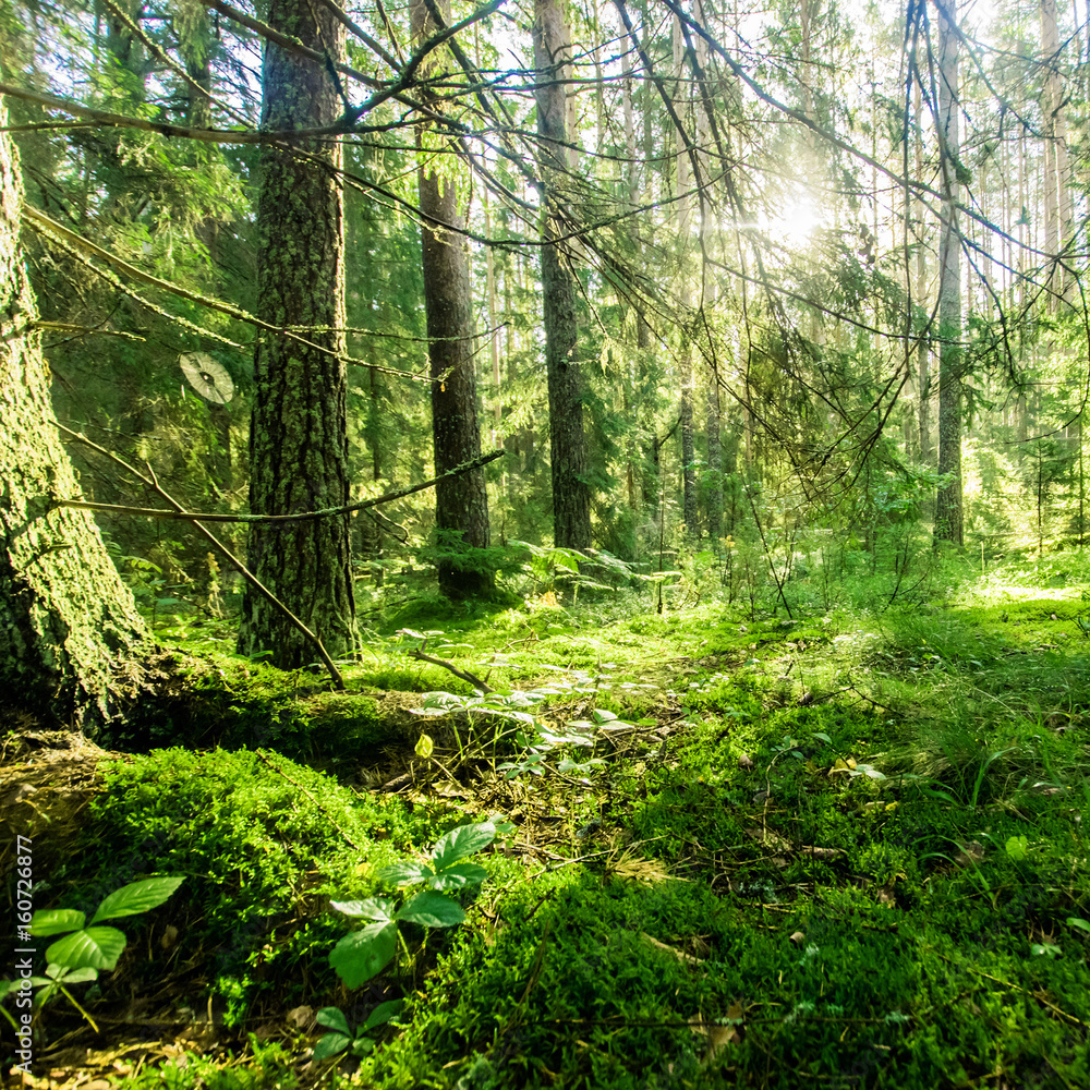 Fototapeta premium Wild trees in forest