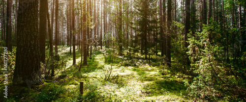 Fototapeta Naklejka Na Ścianę i Meble -  Forest. Wild plants and trees