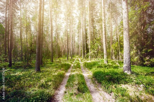 Road in forest