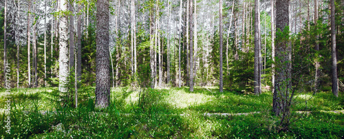 Summer forest jungle