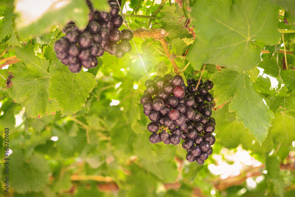 ripe red grapes in the vineyard with sun light, image of agriculture or nature background ripe red grapes in the vineyard with sun light, image of agriculture or nature background