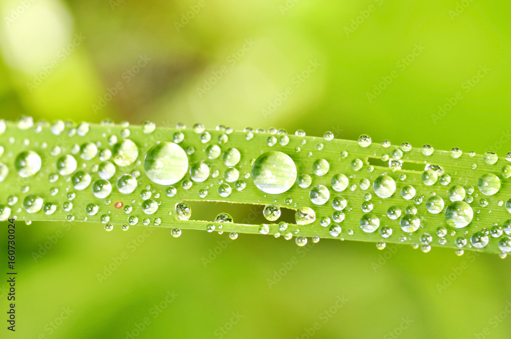 water drop on fresh green grass