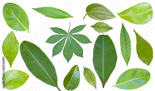 Tree Leaf green Isolated On White / clipping path