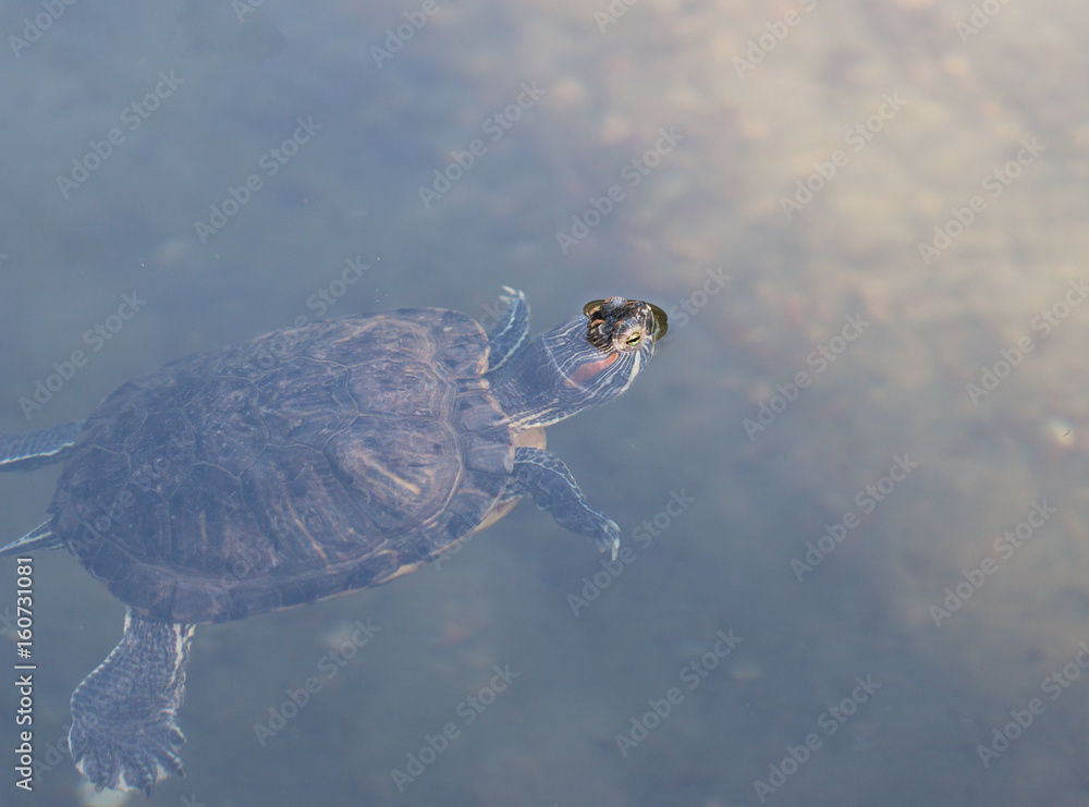 Water turtle Water turtle