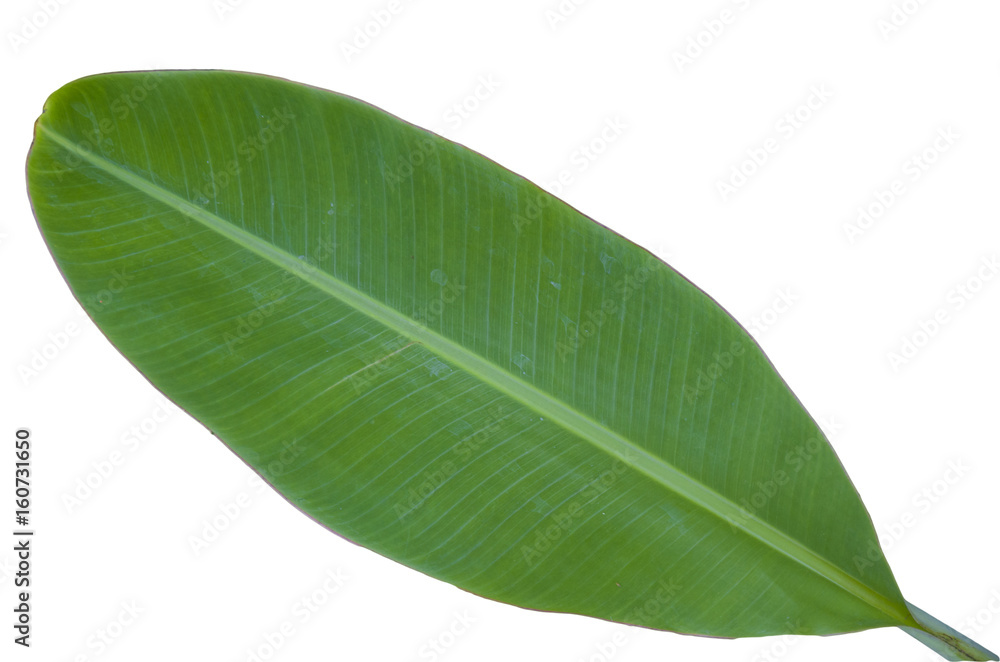 Obraz premium Tree Banana Leaf Isolated On White / clipping path