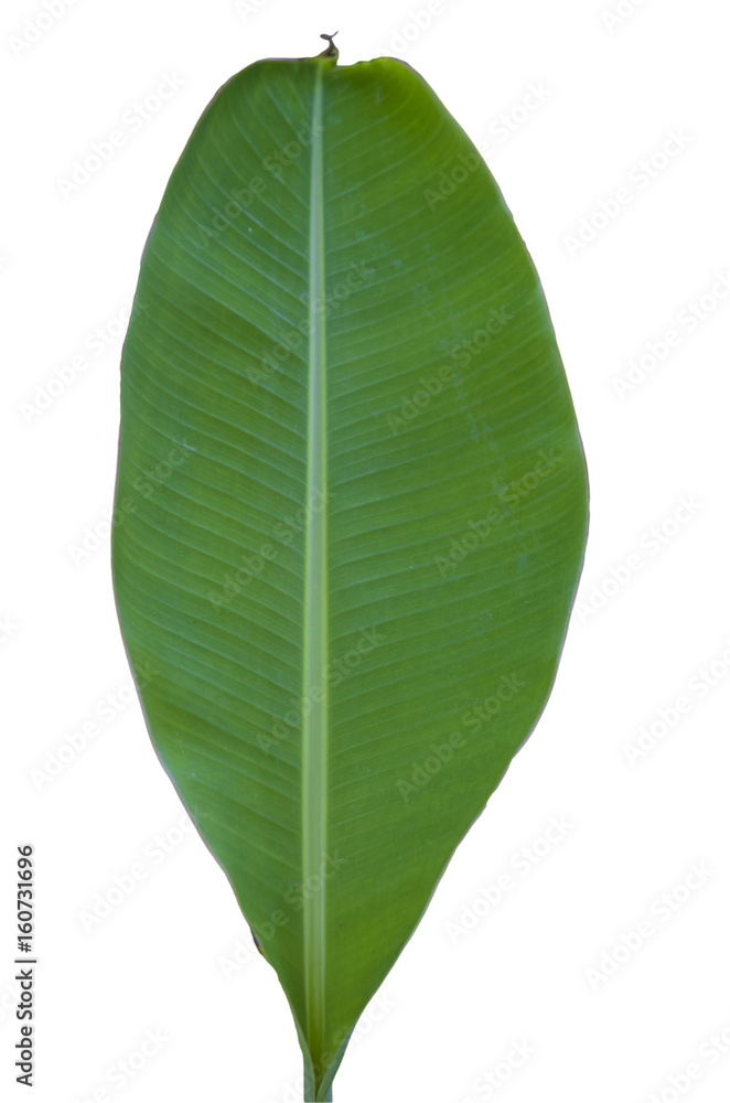 Obraz premium Tree Banana Leaf Isolated On White / clipping path