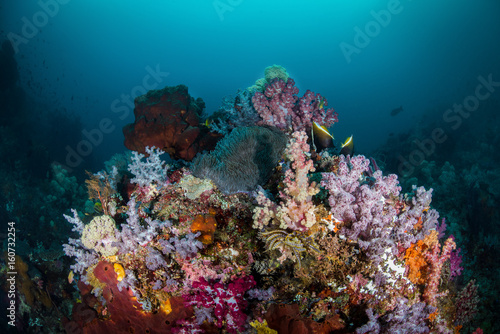 Fototapeta Naklejka Na Ścianę i Meble -  Soft Coral Bommie