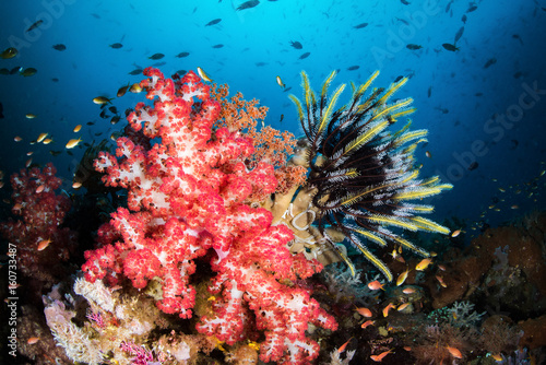 Fototapeta Naklejka Na Ścianę i Meble -  Soft Coral and Crinoid