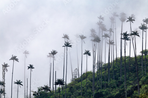 Clouds rolling through a ridgetop topped with wax palms above the Cocora Valley in Salento, Colombia.