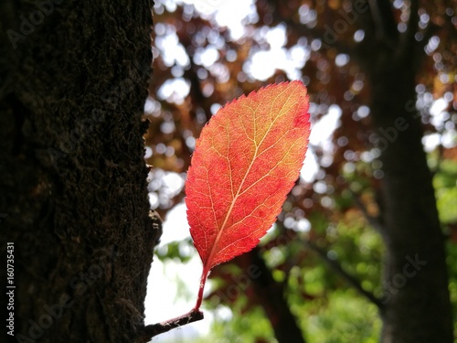 a leaf under sunshine photo