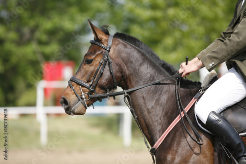 Bay colored purebred beautiful jumping horse canter on show jumping event © acceptfoto