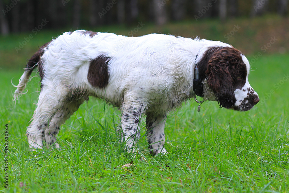 english springer spaniel
english springer spaniel