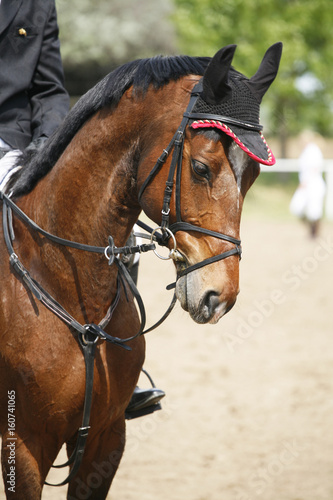 Portrait of beautiful show jumper horse in motion