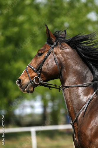 Vertical shot of a young beautiful show jumper stallion © acceptfoto