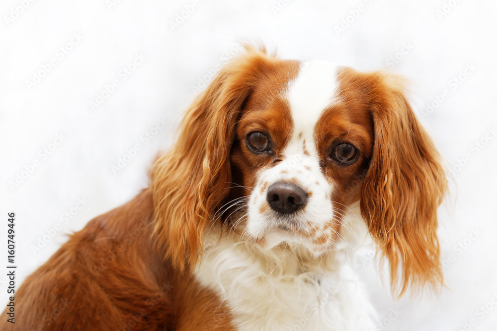 Portrait of a dog with a sad look. Dog breed king charles spaniel. Shallow focus.