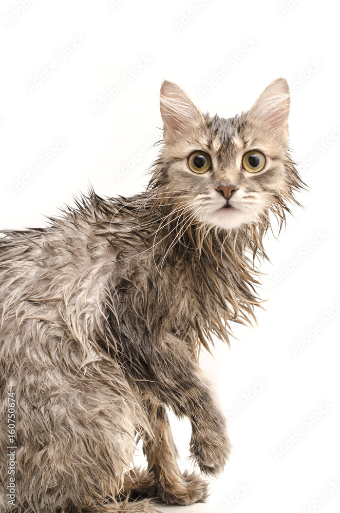 Wet cat  isolated on white