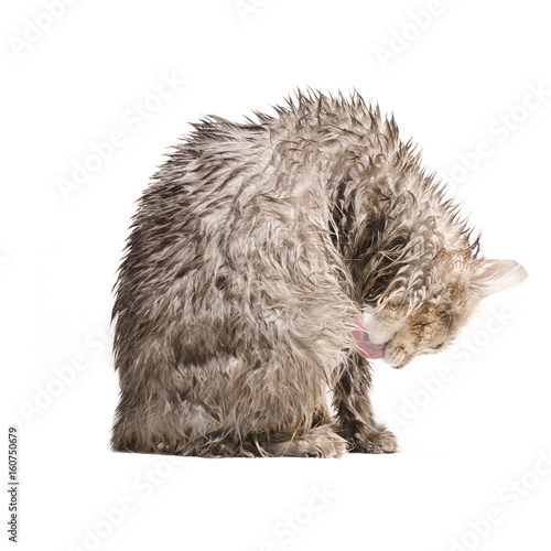 Fototapeta Naklejka Na Ścianę i Meble -  Wet cat, licked  isolated on white