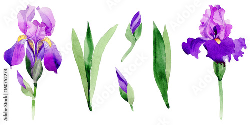 Wildflower iris flower in a watercolor style isolated.