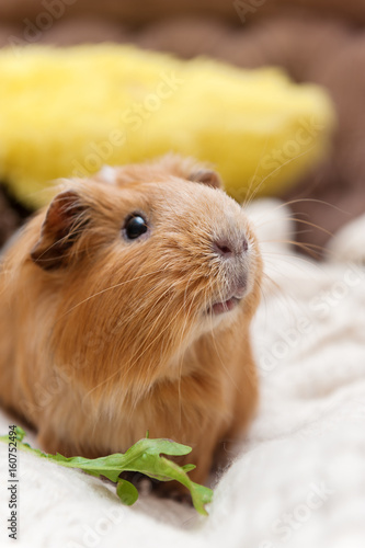 Photos Portrait of red guinea pig.