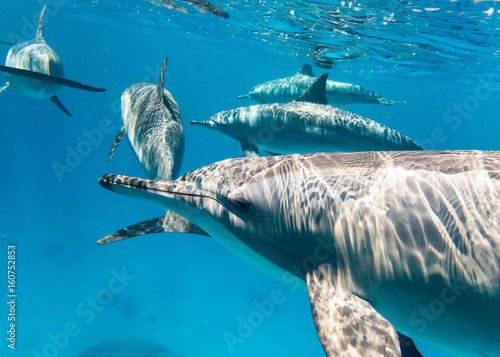 Schule Osttpazifischer Delfine  im Roten Meer photo