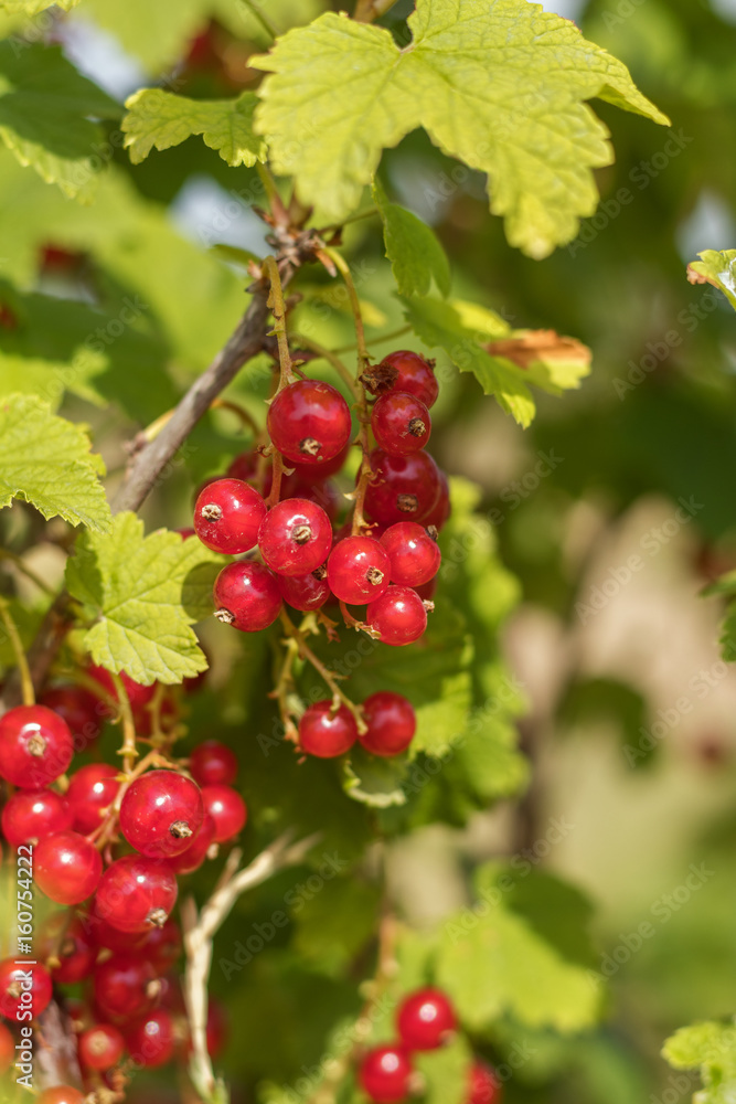 Bush of red currant in a garden. Shallow depth of field. Sunshine. Bush of red currant in a garden. Shallow depth of field. Sunshine.