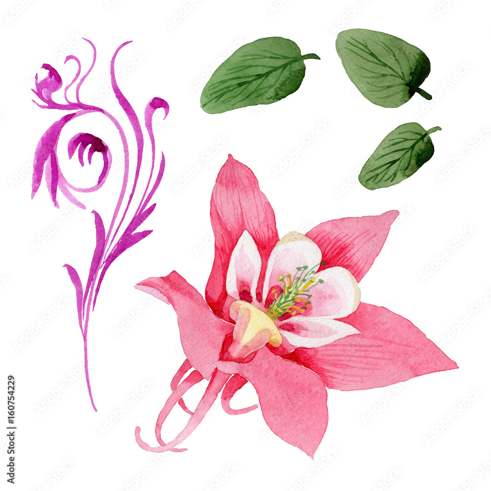 Obraz premium Wildflower aquilegia flower in a watercolor style isolated.