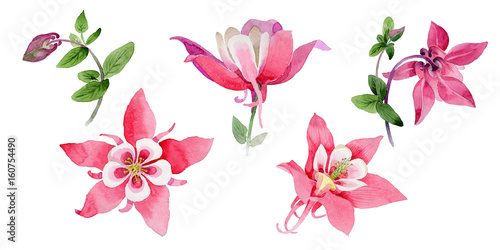 Vászonkép Wildflower aquilegia flower in a watercolor style isolated.