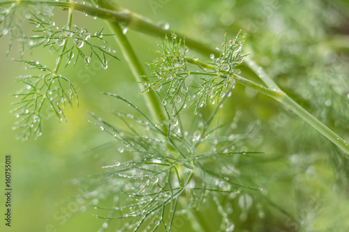 Green summer background Dill with rain water drops. Shallow depth of field.