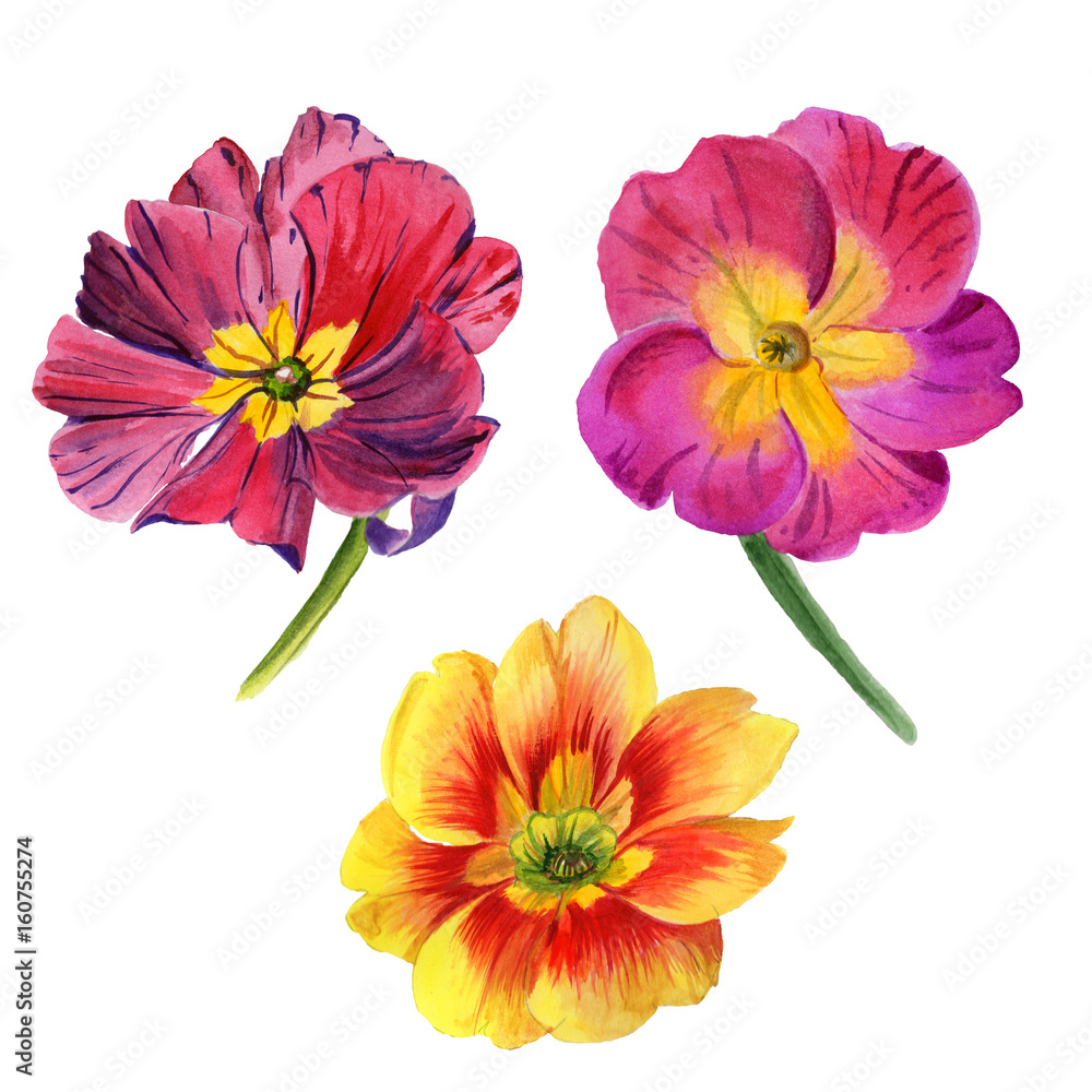 Wildflower viola flower in a watercolor style isolated. Wildflower viola flower in a watercolor style isolated.