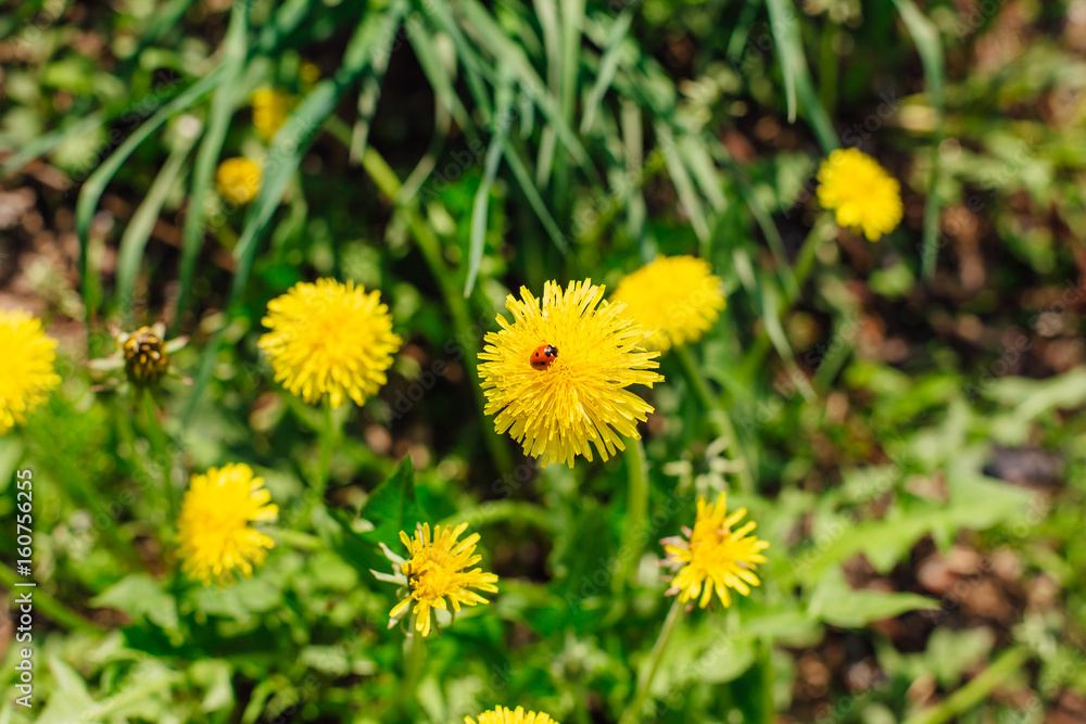The ladybug on a yellow dandelion The ladybug on a yellow dandelion