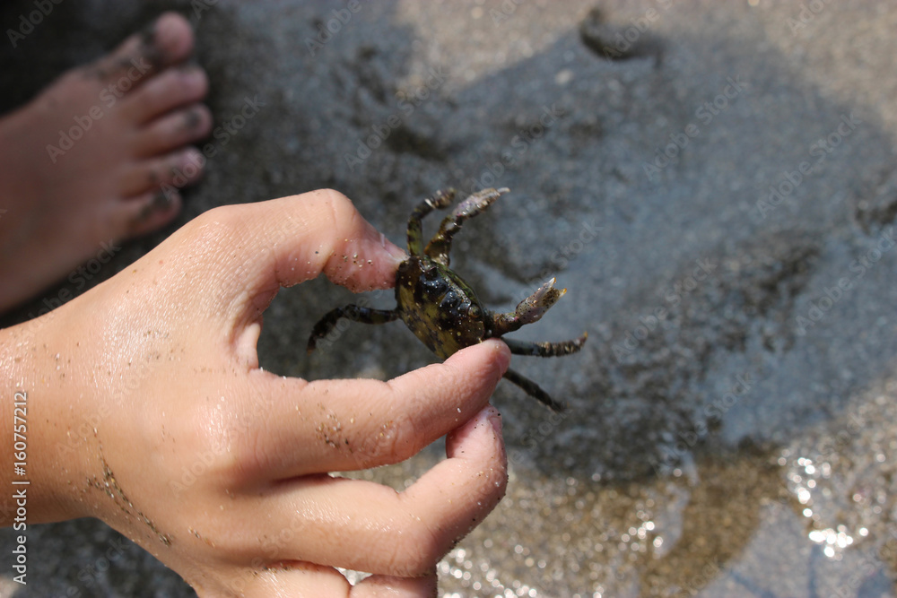 Obraz premium カニを捕まえる子供の手