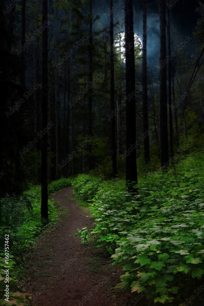 Fototapeta premium Forest pathway in night - Lit by the moon