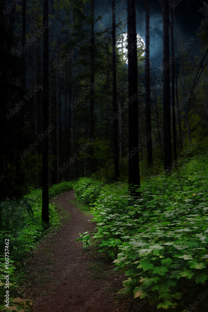 Forest pathway in night - Lit by the moon