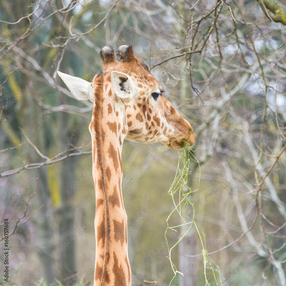 Fototapeta premium Giraffe, funny face eating grass 