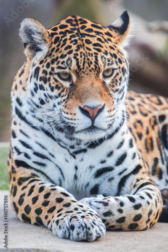  Leopard, panther, Panthera pardus 
