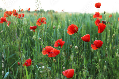 Growing red poppies field