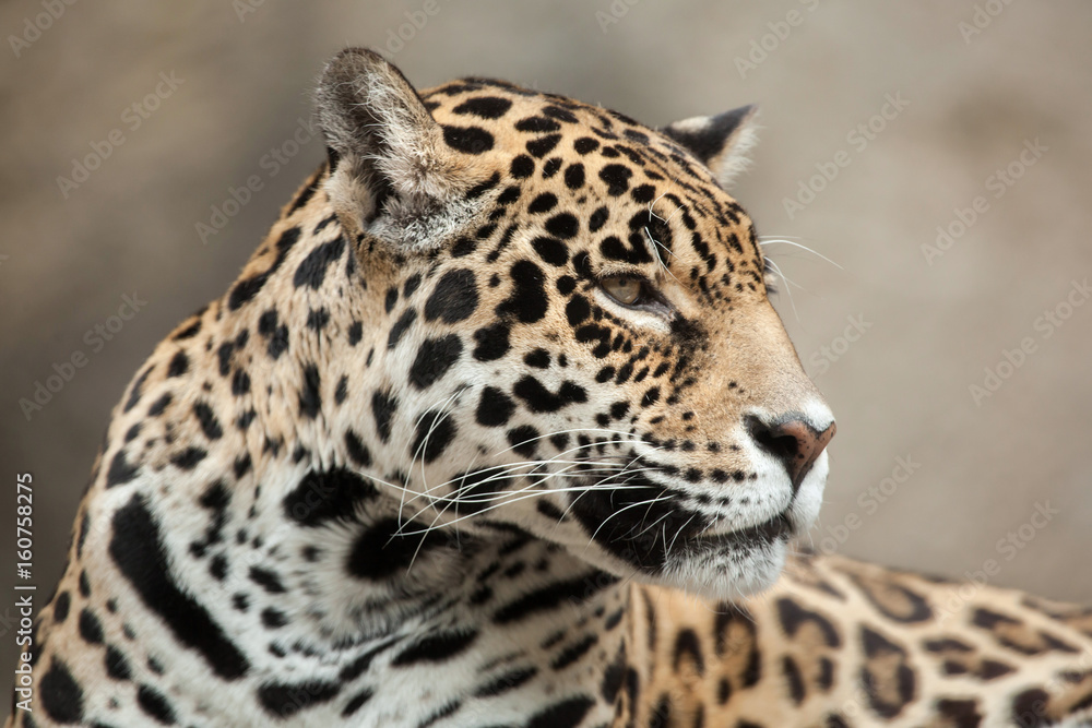 Jaguar (Panthera onca).