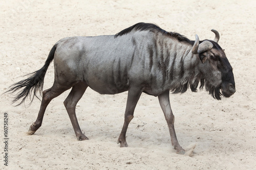 Blue wildebeest (Connochaetes taurinus)