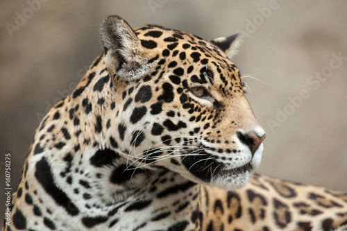 Jaguar (Panthera onca).