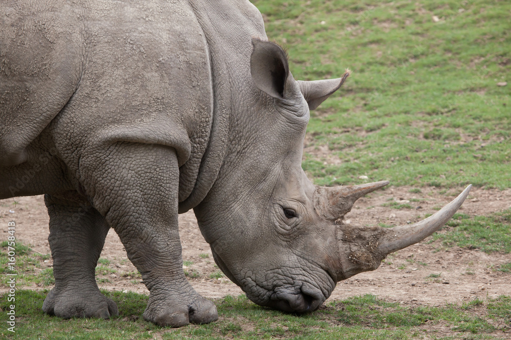 Southern white rhinoceros (Ceratotherium simum). Southern white rhinoceros (Ceratotherium simum).