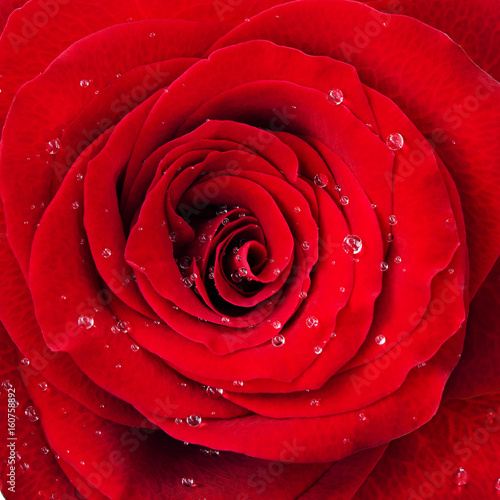Red rose flower with drops of water