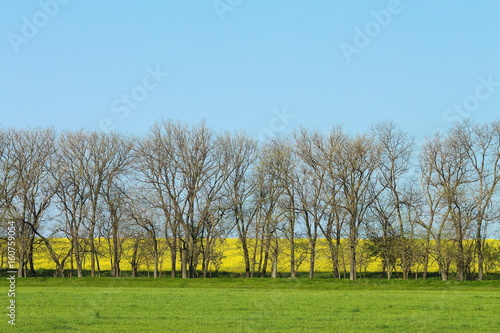 Trees without leaves in early spring against the background of a blooming canola, rapeseed, colza yellow field, green grass and blue sky photo