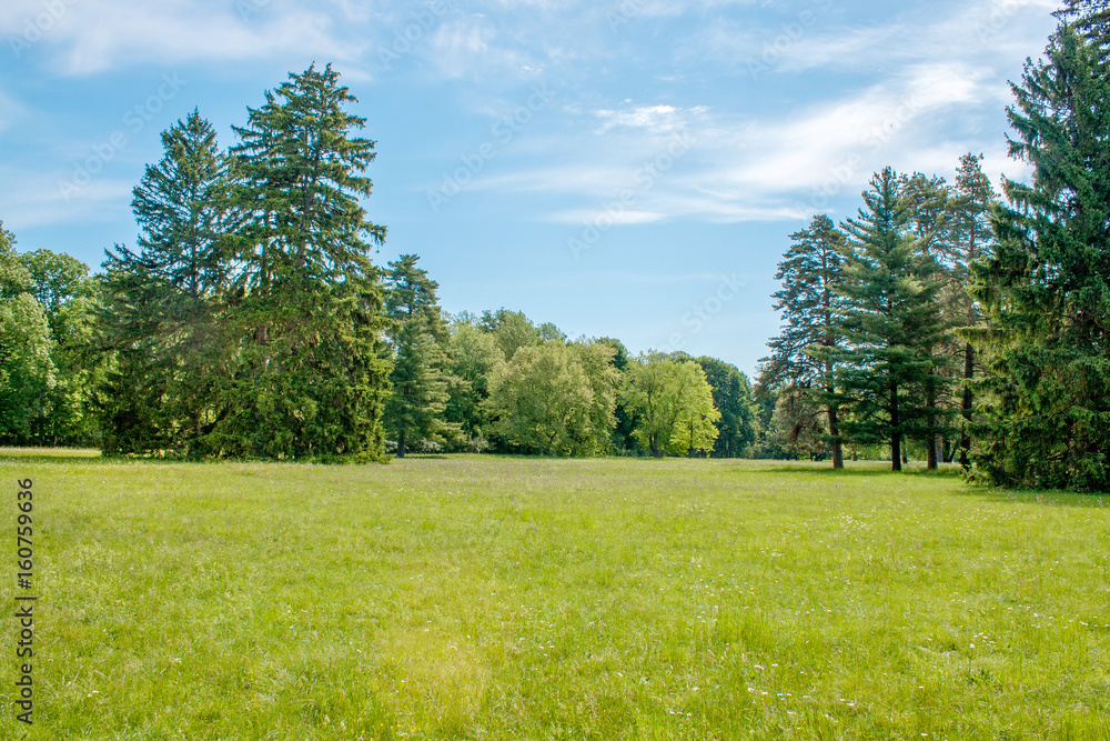Naklejka premium tall pine trees on a glade in the arboretum
