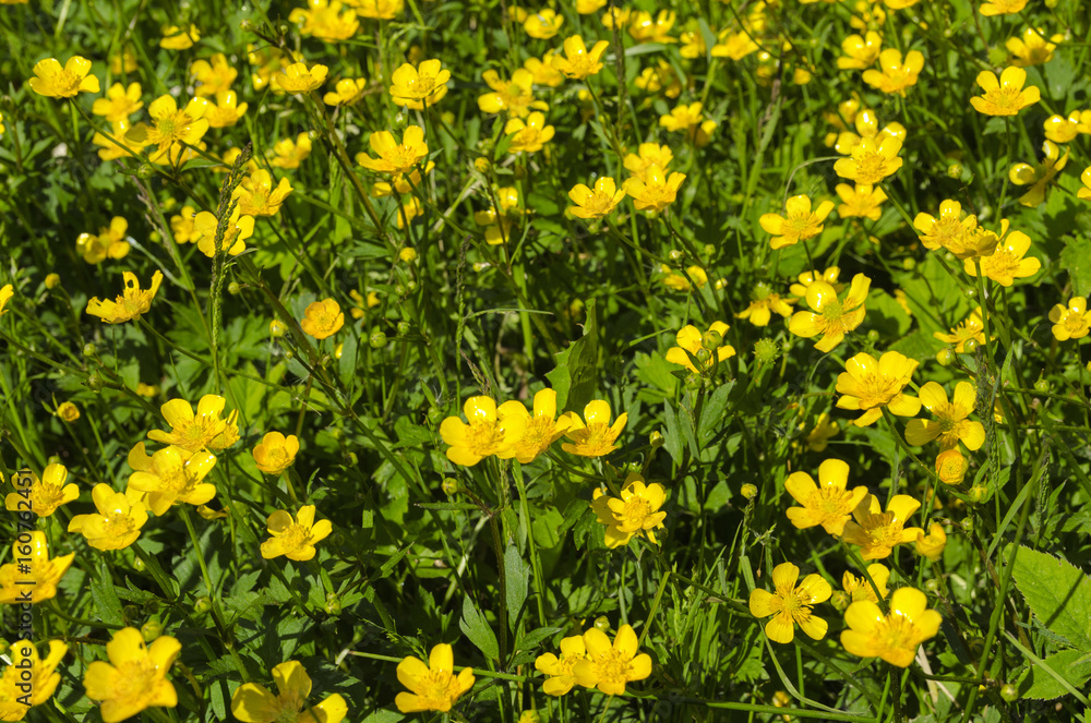 Yellow buttercup flowers in a summer meadow. Beautiful vibrant  background for wallpaper,  web design,floral texture. Summer times nature image.