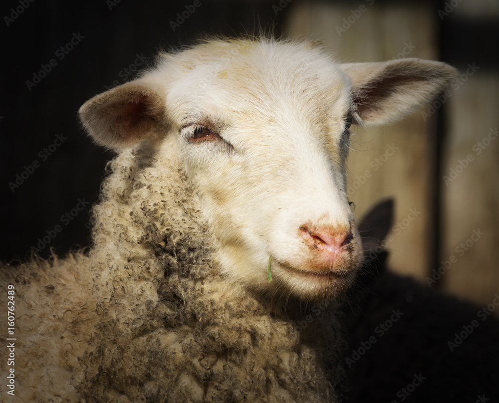 Obraz premium Portrait of a lamb