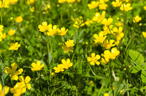 Yellow buttercup flowers in a summer meadow. Beautiful vibrant background for wallpaper, web design,floral texture. Summer times nature image.