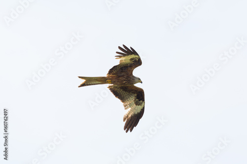 flying red kite (milvus milvus) with white background photo