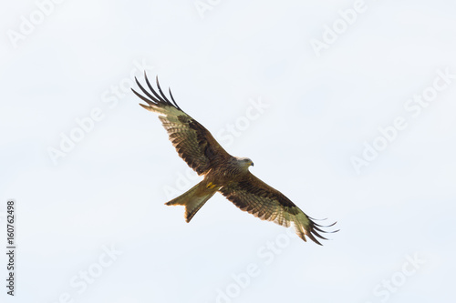 flying red kite (milvus milvus) with white background