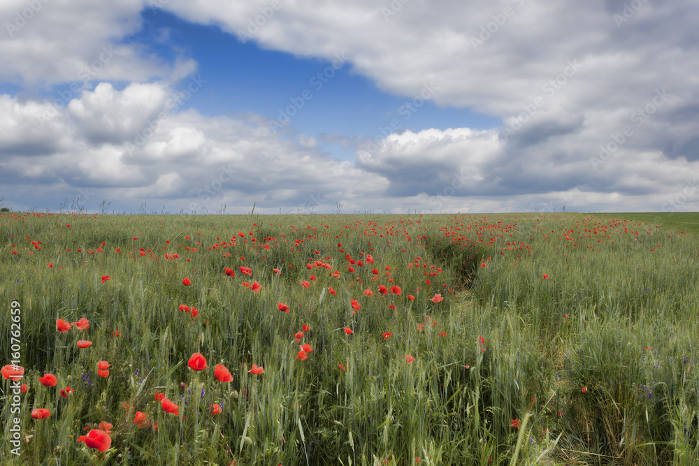 Field of red poppies