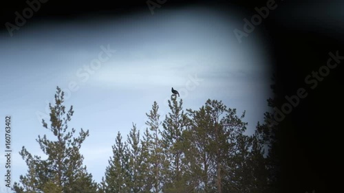 Silhouette of black grouse (tetrao tetrix) sitting on the top of a tree. photo